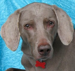 Weimaraner Dogs for adoption in Cuba, NY, USA