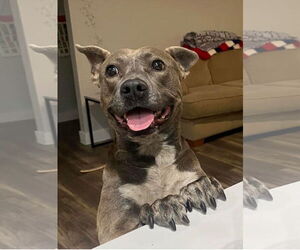 Medium Photo #5 American Pit Bull Terrier Puppy For Sale in Chandler, AZ, USA