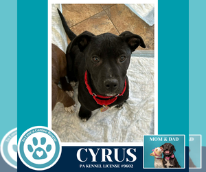 Medium Photo #2 Labrador Retriever-Unknown Mix Puppy For Sale in Kimberton, PA, USA