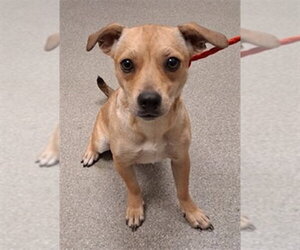 Chihuahua-Unknown Mix Dogs for adoption in Las Vegas, NV, USA