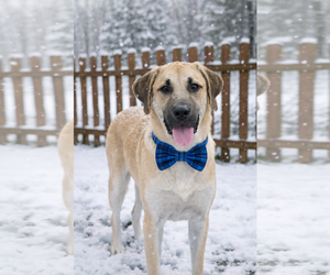 Mutt Dogs for adoption in Mt. Laurel, NJ, USA