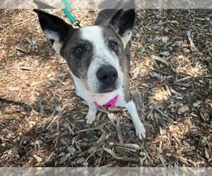 American Pit Bull Terrier-Border Collie Mix Dogs for adoption in Tulsa, OK, USA
