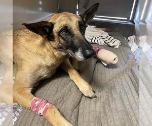 German Shepherd Dog Dogs for adoption in Riverside, CA, USA