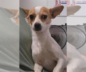 Chihuahua Dogs for adoption in Bakersfield, CA, USA