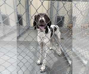 German Shorthaired Pointer Dogs for adoption in Rock Springs, WY, USA