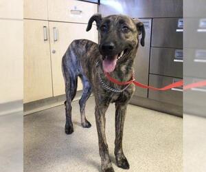 German Shepherd Dog-Unknown Mix Dogs for adoption in Riverside, CA, USA