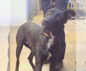 German Shepherd Dog-Unknown Mix Dogs for adoption in Sacramento, CA, USA