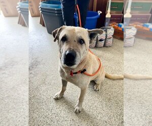 Labrador Retriever Dogs for adoption in Salt Lake City, UT, USA