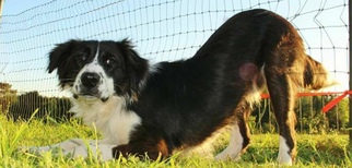 Border Collie Dogs for adoption in North Richland Hills, TX, USA