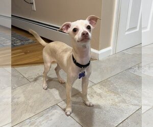 Chihuahua-Unknown Mix Dogs for adoption in Oak Bluffs, MA, USA
