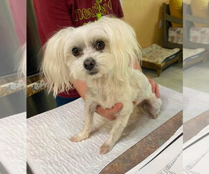 Maltese Dogs for adoption in Benton, LA, USA