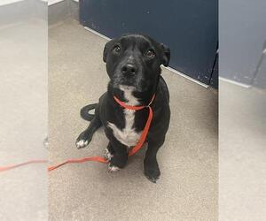 Basset Hound-Unknown Mix Dogs for adoption in HESPERIA, CA, USA