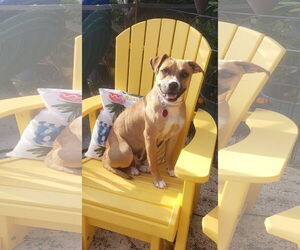 Boxer-Unknown Mix Dogs for adoption in Royal Palm Beach, FL, USA