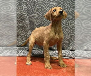 Labrador Retriever-Unknown Mix Dogs for adoption in Wetumpka, AL, USA