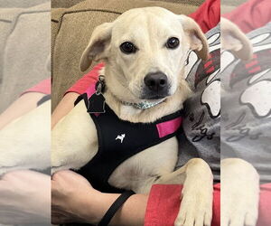 Labrador Retriever-Unknown Mix Dogs for adoption in Mundelein, IL, USA