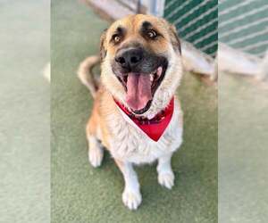 Anatolian Shepherd Dogs for adoption in Bountiful, UT, USA