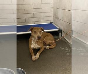 American Pit Bull Terrier Dogs for adoption in Stockton, CA, USA
