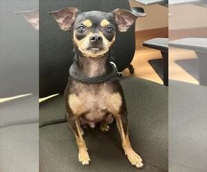 Chihuahua-Unknown Mix Dogs for adoption in Martinez, CA, USA