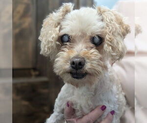 Poodle (Miniature) Dogs for adoption in Chico, CA, USA
