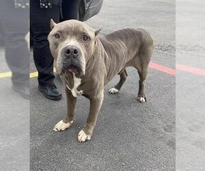 American Staffordshire Terrier-Unknown Mix Dogs for adoption in San Antonio, TX, USA
