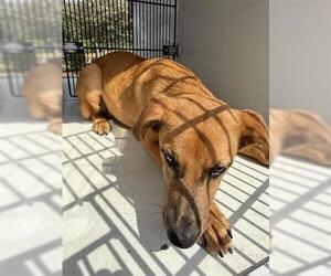 German Shepherd Dog Dogs for adoption in Houston, TX, USA