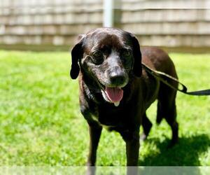 Bocker Dogs for adoption in Hampton Bays, NY, USA
