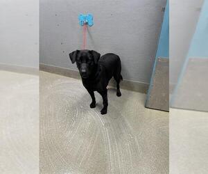 Labrador Retriever-Unknown Mix Dogs for adoption in Las Vegas, NV, USA