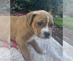 American Pit Bull Terrier-Unknown Mix Dogs for adoption in Bellevue, WA, USA