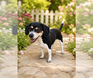Beagle Dogs for adoption in Menifee, CA, USA