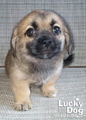 Peagle Dogs for adoption in Washington, DC, USA