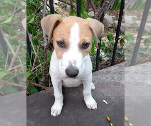 Jack Russell Terrier Dogs for adoption in Seattle, WA, USA