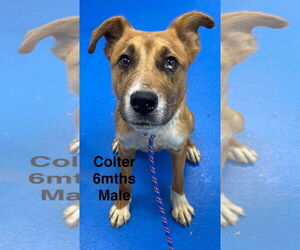 Catahoula Leopard Dog-Unknown Mix Dogs for adoption in Woodbury, NY, USA