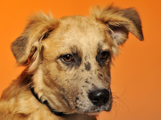 Australian Retriever Dogs for adoption in Cookeville, TN, USA