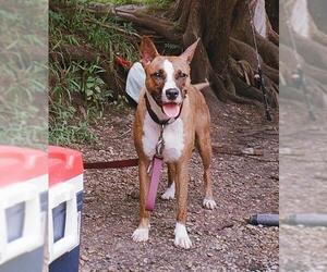 Bulloxer Dogs for adoption in San Antonio, TX, USA