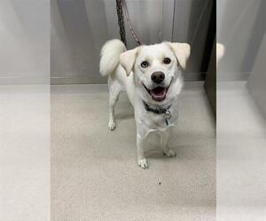 Huskies -Unknown Mix Dogs for adoption in Fairbanks, AK, USA