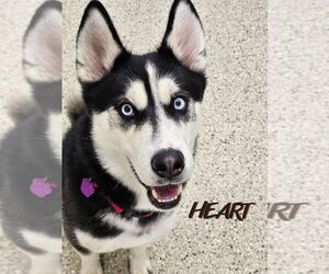 Siberian Husky Dogs for adoption in Severn, MD, USA