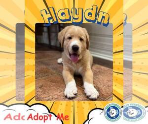 Anatolian Shepherd-Great Pyrenees Mix Dogs for adoption in Houston, TX, USA