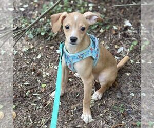 Chihuahua-Unknown Mix Dogs for adoption in Spring Lake, NC, USA