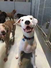 Dogo Argentino Dogs for adoption in Tampa, FL, USA