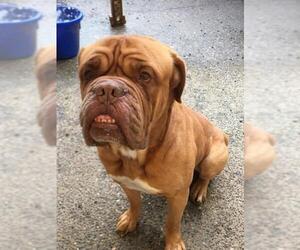Dogue de Bordeaux Dogs for adoption in Seattle, WA, USA