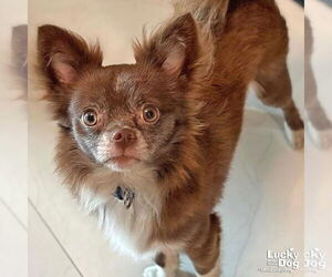 Chihuahua-Unknown Mix Dogs for adoption in Washington, DC, USA