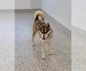 Siberian Husky Dogs for adoption in Vaughan, Ontario, Canada