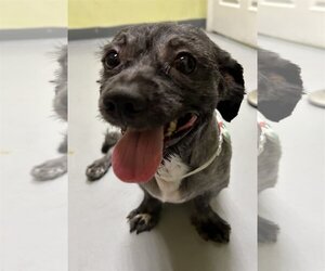 Shih-Poo Dogs for adoption in Royal Palm Beach, FL, USA