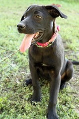 Labrador Retriever-Unknown Mix Dogs for adoption in Helena, AL, USA