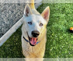 Small German Shepherd Dog-Siberian Husky Mix