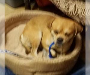 Chug Dogs for adoption in Tonopah, AZ, USA
