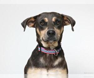 Shepweiller Dogs for adoption in Eden Prairie, MN, USA