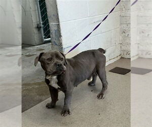 Mutt Dogs for adoption in San Bernardino, CA, USA