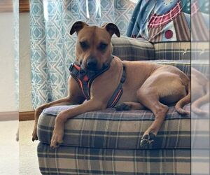Boxer-Unknown Mix Dogs for adoption in Sheboygan, WI, USA