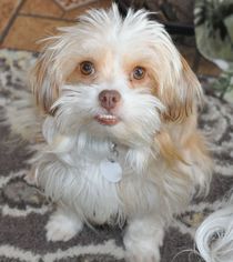 Maltipoo Dogs for adoption in Issaquah, WA, USA